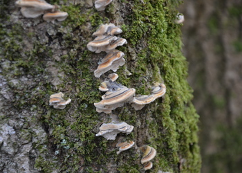 Zonen Tramete (Trametes multicolor) - © Bernard Wieser